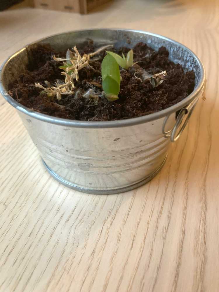 盆栽植物的图像。