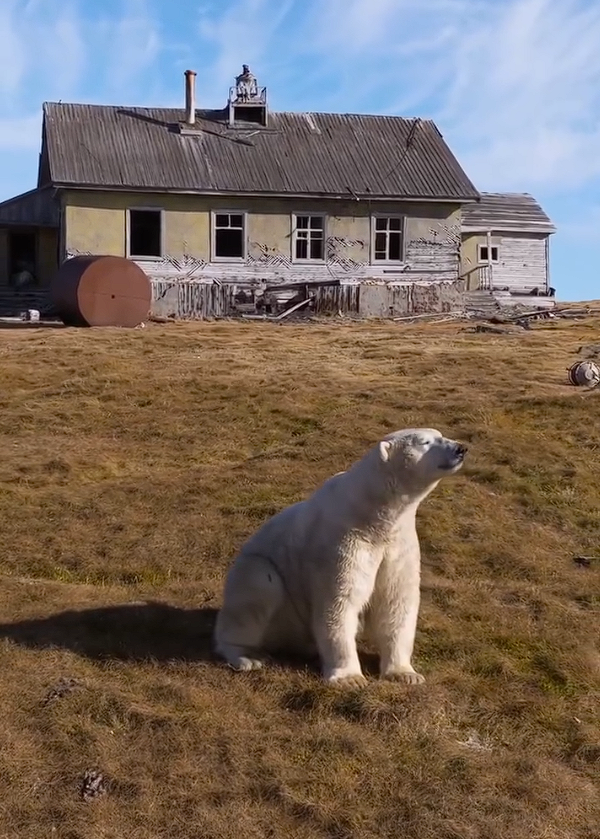 北极熊占领苏联废弃科考站：无人机拍下罕见画面
