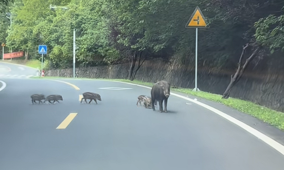 Driver traveling at 105 km/h collides with wild boars crossing highway， resulting in 5 deaths