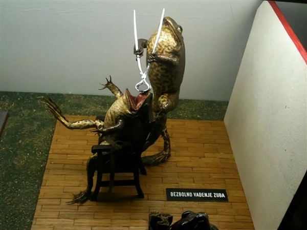 欧洲最怪博物馆：507只青蛙标本摆出人类姿势