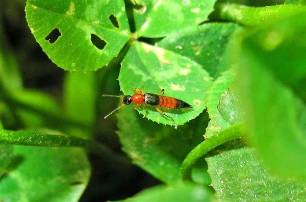 Someone was 'disfigured' by this! This insect is very active recently. Do not swat it if you encounter it.