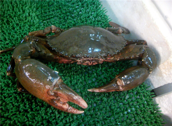 Coastal friends might be tired of seeing swimming crabs