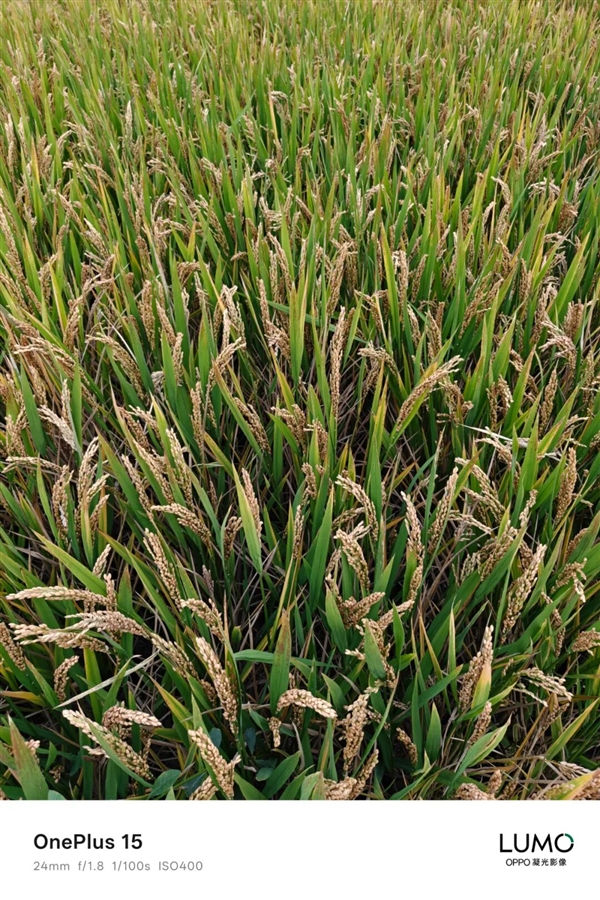 OnePlus 15 at 3999 Yuan Seems Willing to Be a Sub-brand