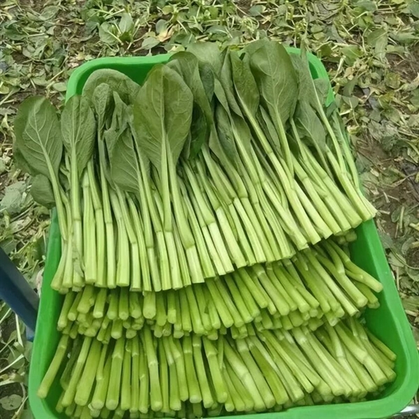 Gai lan， also known as Chinese broccoli - Scientific name: Brassica oleracea L.var. alboglabra Bailey