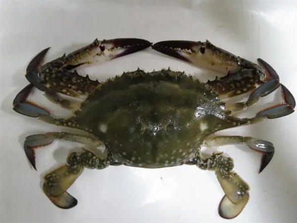 Coastal friends might be tired of seeing swimming crabs