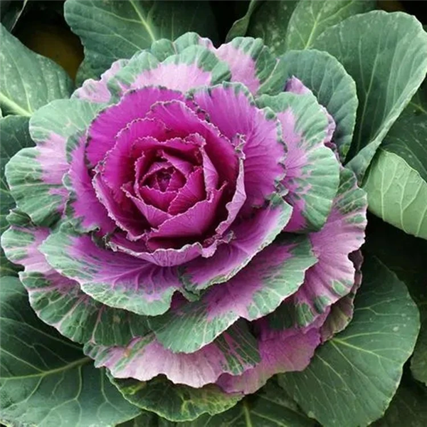 Kale， also known as ornamental cabbage - Scientific name: Brassica oleracea L.var. acephala DC.