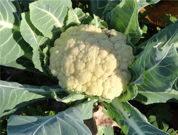 Cauliflower， also known as cauliflower - Scientific name: Brassica oleracea L.var. botrytis L.