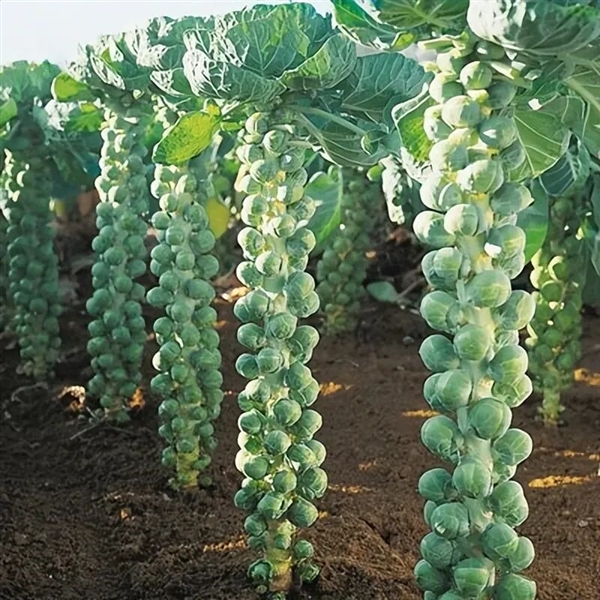 Brussels sprouts， also known as bud cabbage - Scientific name: Brassica oleracea L.var. gemmifera Zenk.