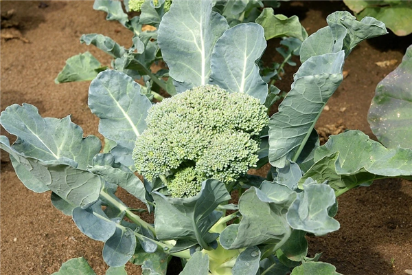 Broccoli， also known as green broccoli - Scientific name: Brassica oleracea L.var. italica P.