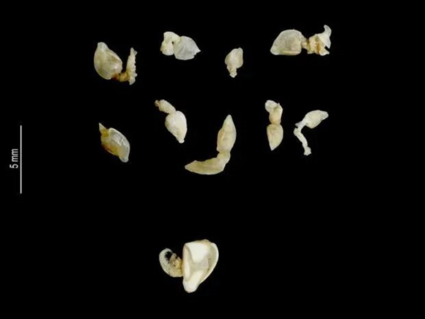 Coastal friends might be tired of seeing swimming crabs