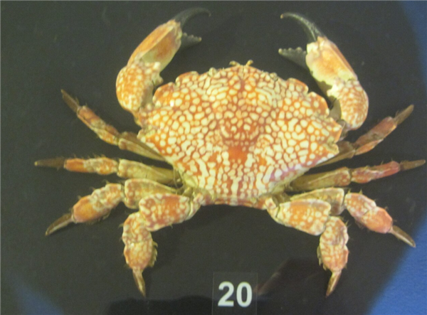 Coastal friends might be tired of seeing swimming crabs
