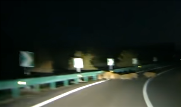 Driver traveling at 105 km/h collides with wild boars crossing highway， resulting in 5 deaths