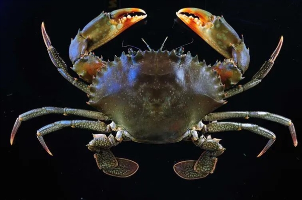 Coastal friends might be tired of seeing swimming crabs