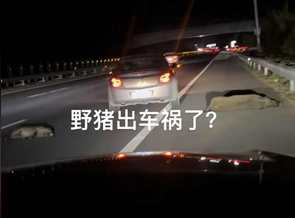 Driver traveling at 105 km/h collides with wild boars crossing highway， resulting in 5 deaths
