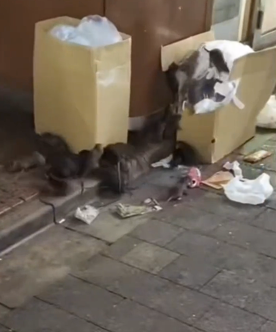 日本东京街头鼠患严重！根本不怕人 有迪拜女游客脚被咬出血