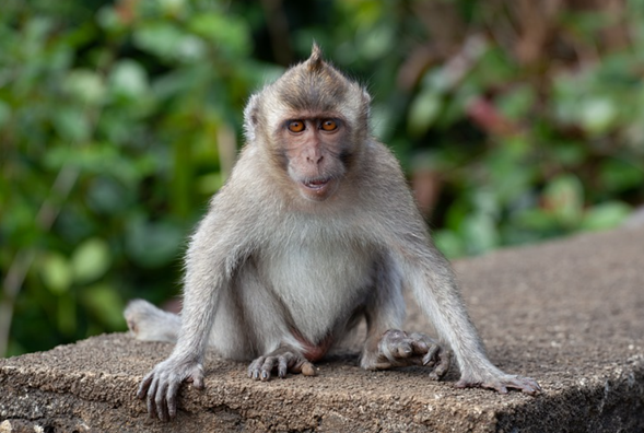 Experimental monkeys escape again in the US: accused of carrying viruses and being aggressive