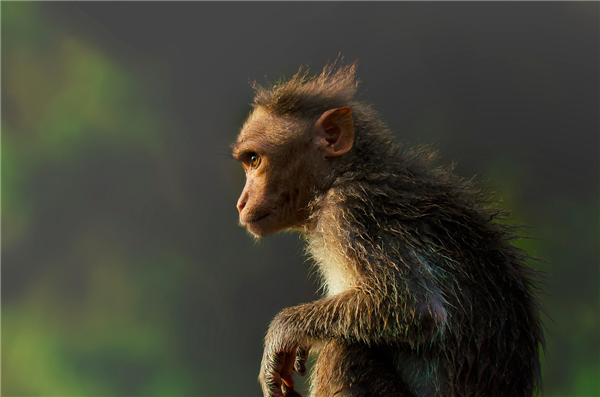 Man Slaps Monkey at Qianlingshan Park， Gets Kicked in Return; Park Officials Advise Against Provoking Monkeys