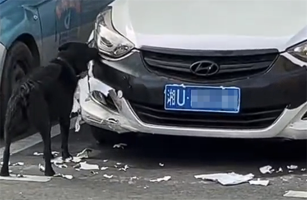 Woman's Car Parked on the Roadside Heavily Damaged by Dog: Worries About Insurance Compensation