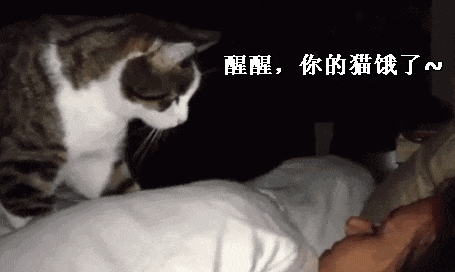 睡梦中被爱犬咬掉一根脚趾！男子选择原谅：称是一场意外