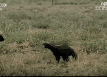 Honey Badger Challenges Two Tigers! Why is the Honey Badger Fearless? What is its True Combat Power?