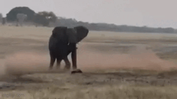 Honey Badger Challenges Two Tigers! Why is the Honey Badger Fearless? What is its True Combat Power?