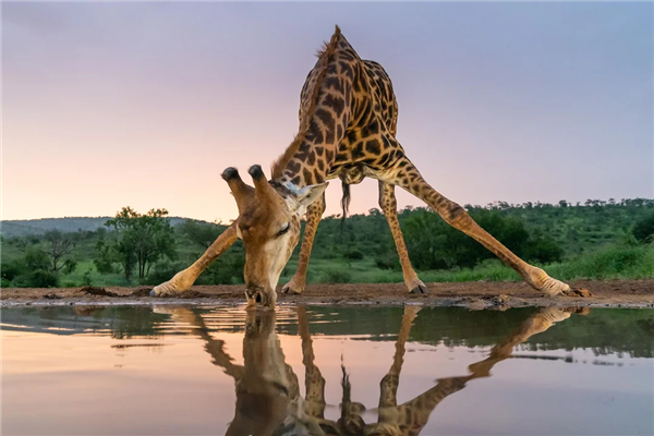 North American Giraffes' Mixed Heritage: Loss of Genetic Purity and Conservation Value