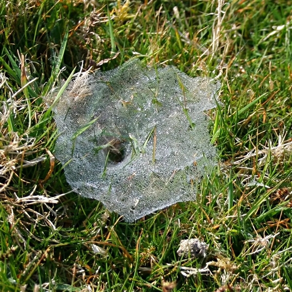 Warning: May cause unease! Scientists discover massive spider nest: Webs stretch 106 sq m in the darkness