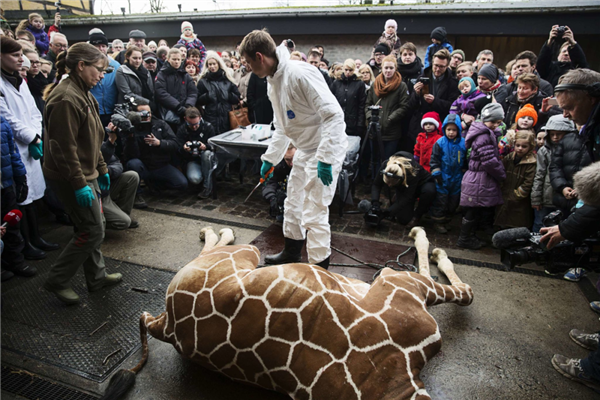 North American Giraffes' Mixed Heritage: Loss of Genetic Purity and Conservation Value