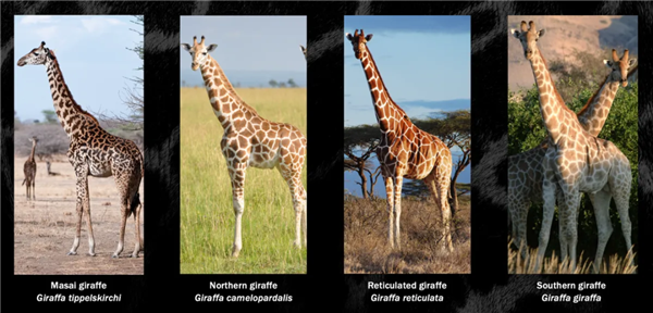 North American Giraffes' Mixed Heritage: Loss of Genetic Purity and Conservation Value