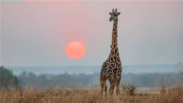 North American Giraffes' Mixed Heritage: Loss of Genetic Purity and Conservation Value