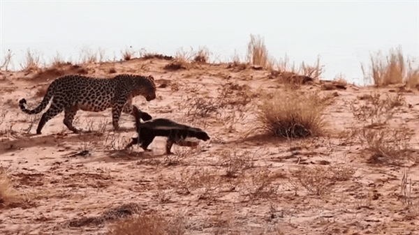 Honey Badger Challenges Two Tigers! Why is the Honey Badger Fearless? What is its True Combat Power?