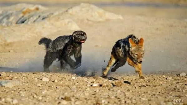 Honey Badger Challenges Two Tigers! Why is the Honey Badger Fearless? What is its True Combat Power?