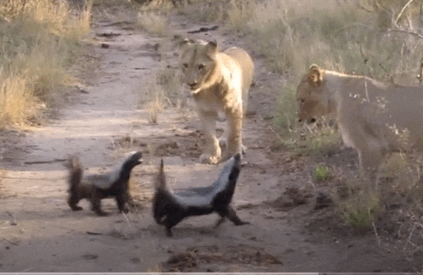 Honey Badger Challenges Two Tigers! Why is the Honey Badger Fearless? What is its True Combat Power?