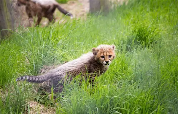 Honey Badger Challenges Two Tigers! Why is the Honey Badger Fearless? What is its True Combat Power?