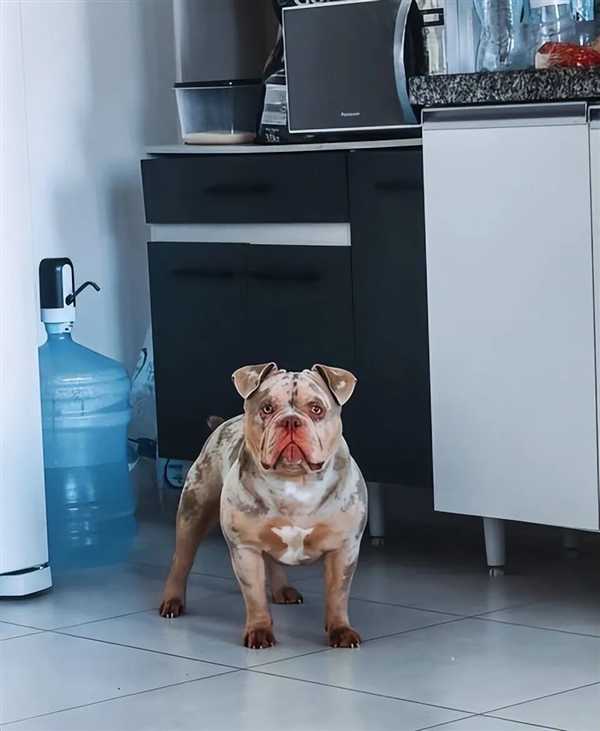 睡梦中被爱犬咬掉一根脚趾！男子选择原谅：称是一场意外