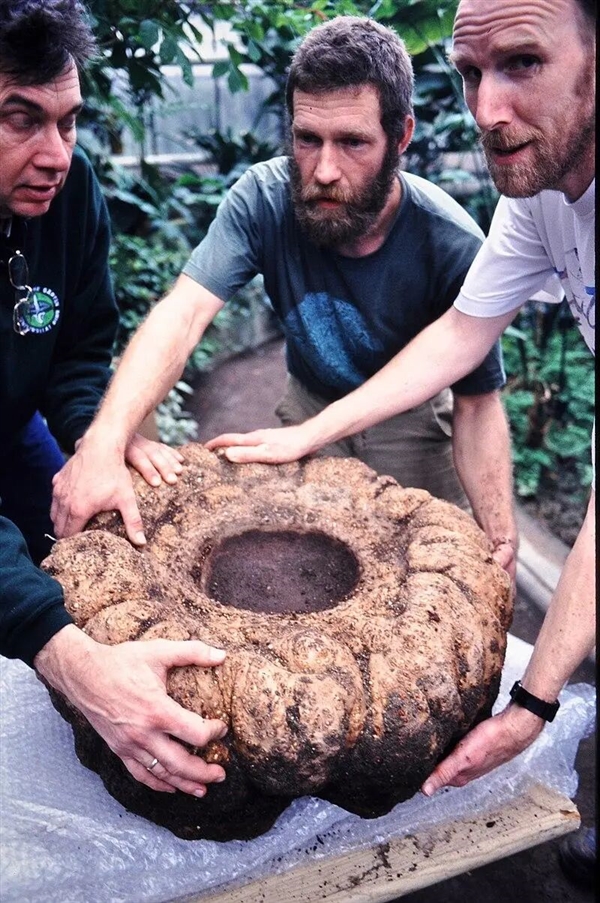 世界上为数不多的恒温植物：温度可达40℃让臭气飘更远！
