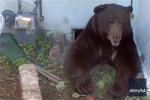 美国男子地下室惊现巨熊 进出只能硬挤 但就是不走
