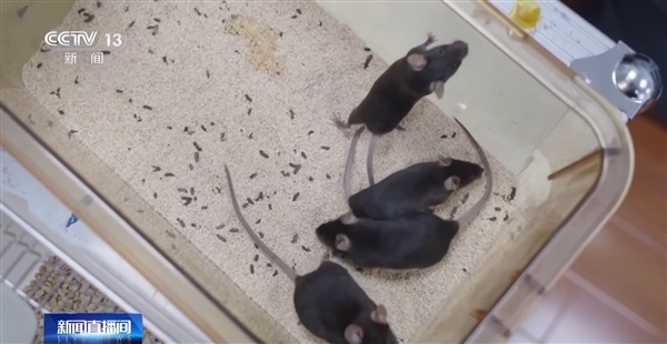 中国太空小鼠当妈了:成功产下一窝小鼠!活力良好