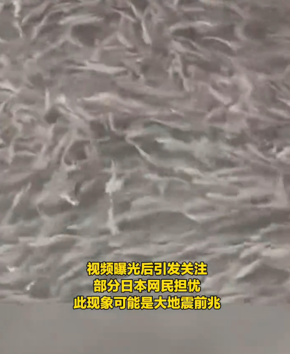 日本大阪一河道涌入鱼群：覆盖整个河面 居民担忧地震