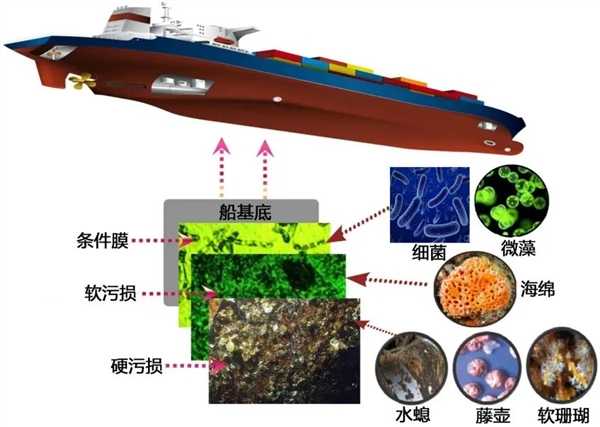海洋生物在船底安家带来巨大损失!直到有人想到这个办法