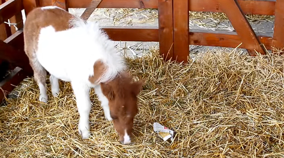 8000元一匹的迷你小马一夜爆火：开销惊人、切莫上头！