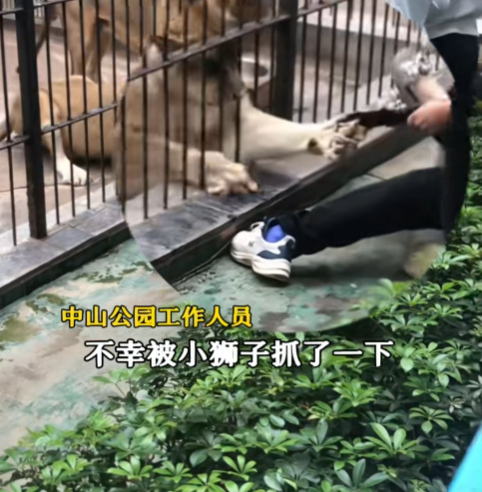 广东一公园惊魂瞬间：女孩投喂狮子被死死抓住