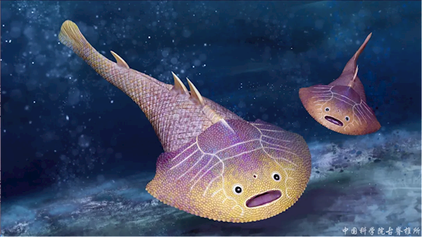 4.38亿年前武宁西海鱼化石现身 复原图呆萌