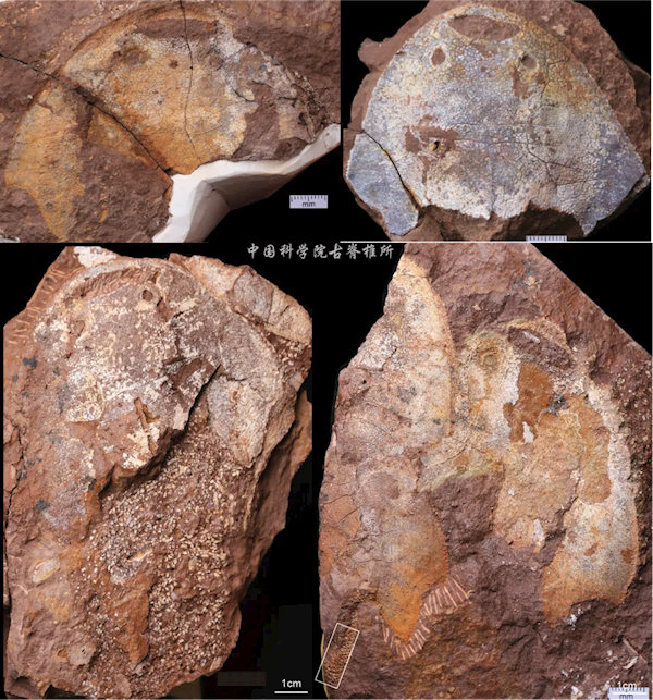 4.38亿年前武宁西海鱼化石现身 复原图呆萌