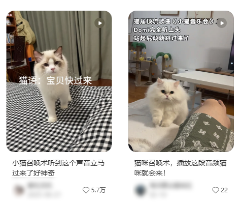 人猫交流的千年难题 现在1块钱就解决了?