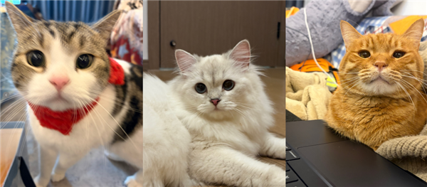 人猫交流的千年难题 现在1块钱就解决了?