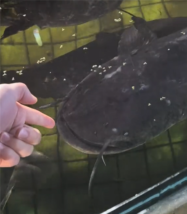 男子路过水产店一时兴起把手伸进池里 被大口鲶鱼突袭咬伤