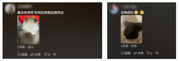 人猫交流的千年难题 现在1块钱就解决了?