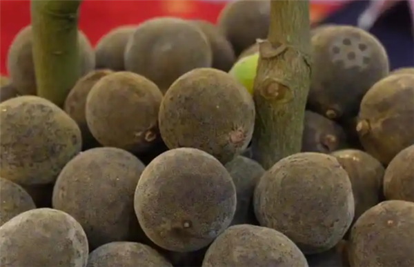 华春莹点赞的化橘红火了 专家提醒：并非缓解咽喉不适的万能药