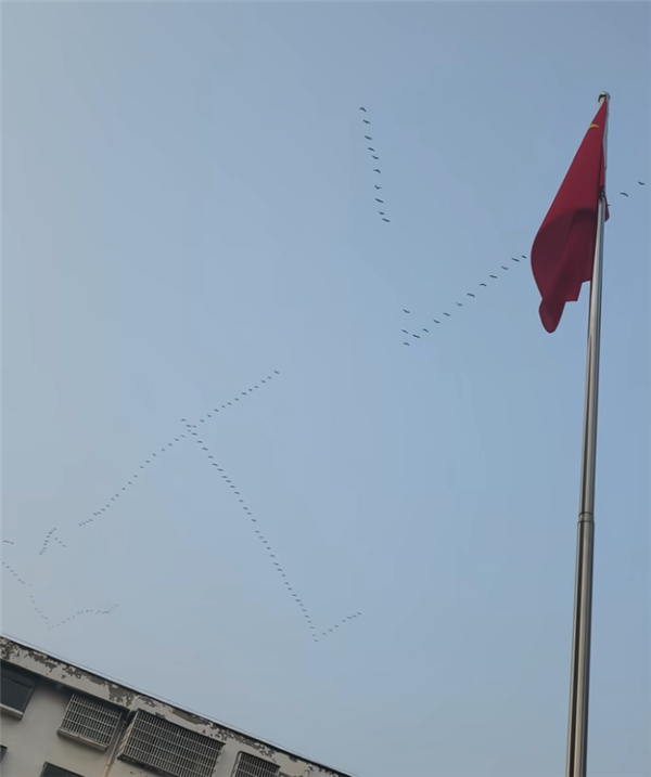 网友偶遇大雁列队排成ETC阵型向北飞 直呼头次见！